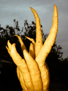 Emanuel Herm